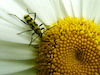  Chlorophorus varius