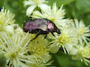  Cetonia aurata