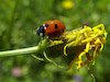  Cocinella septempunctata