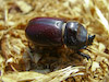  Oryctes nasicornis
