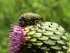  Larinus obtusus