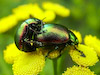  Chrysolina graminis