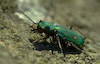  Cicindela campestris