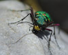  Cicindela campestris