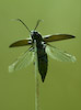  Ctenicera cuprea