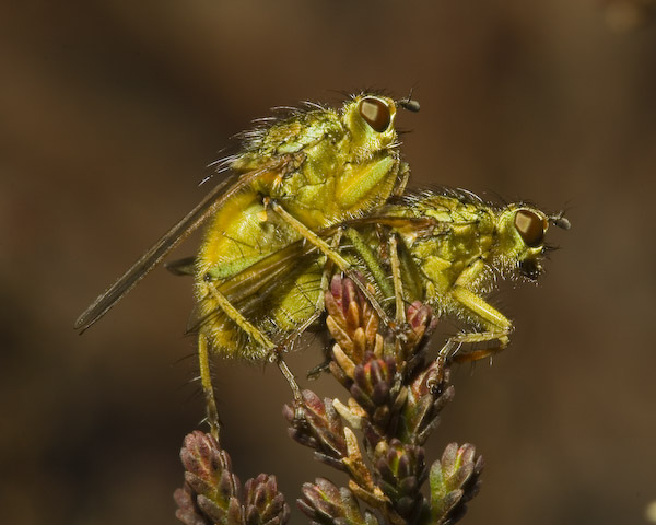  Scatophaga stercoraria
