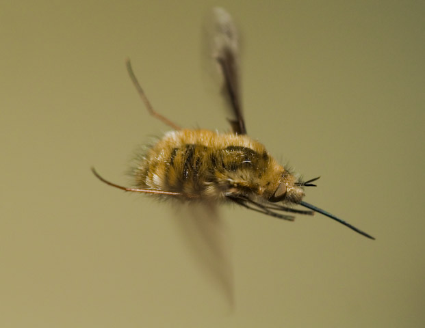  Bombylius major