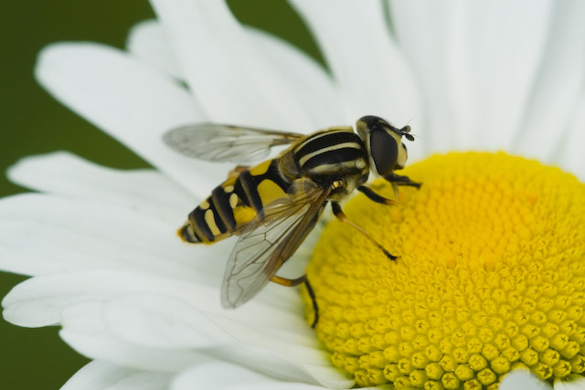  Helophilus pendulus