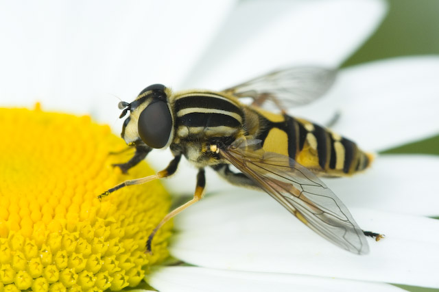  Helophilus pendulus