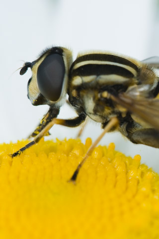  Helophilus pendulus