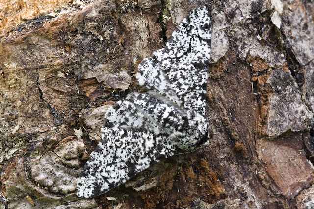  Biston betularia