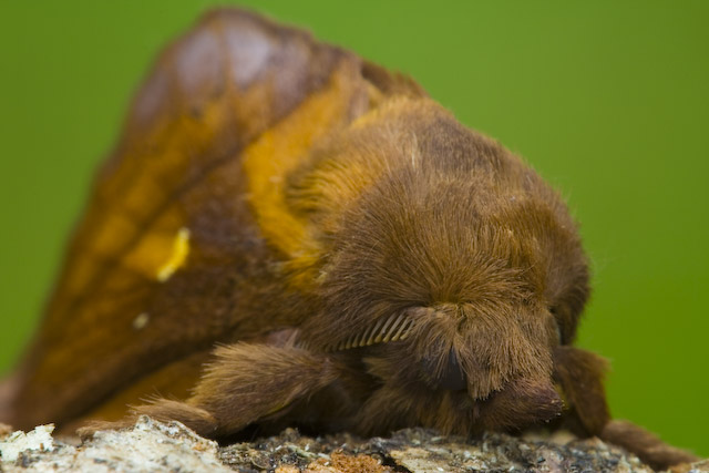  Euthrix potatoria