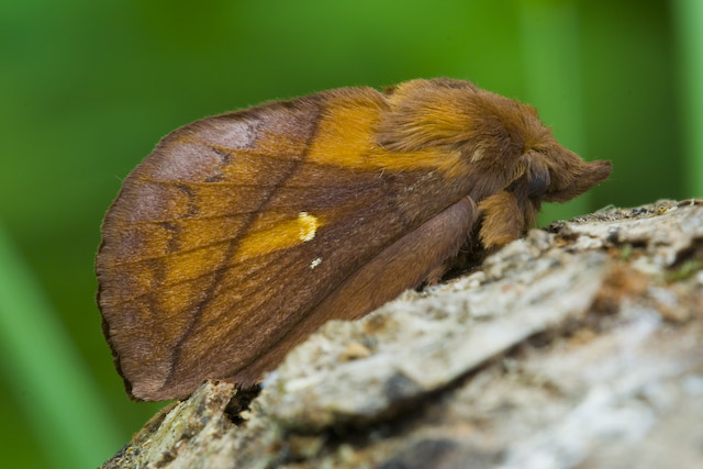  Euthrix potatoria