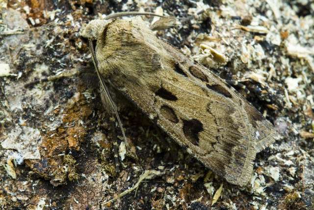 Agrotis exclamationis