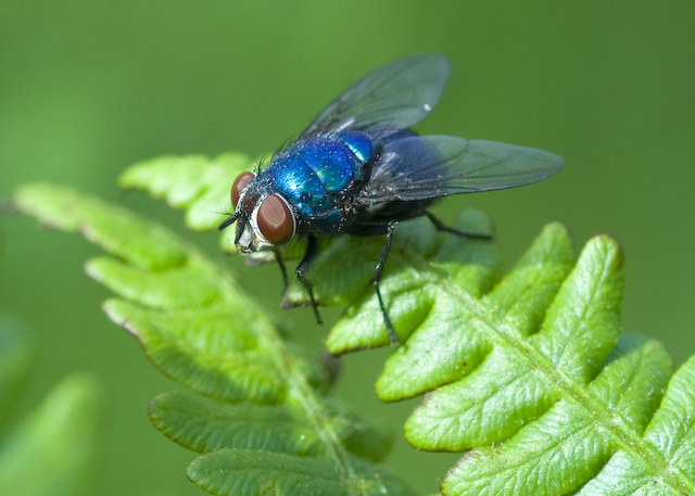  Lucilia sp.