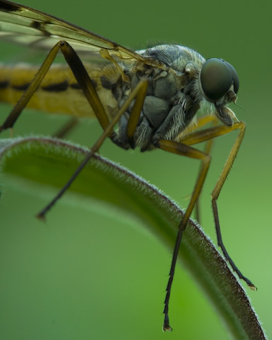  Rhagio scolopaceus