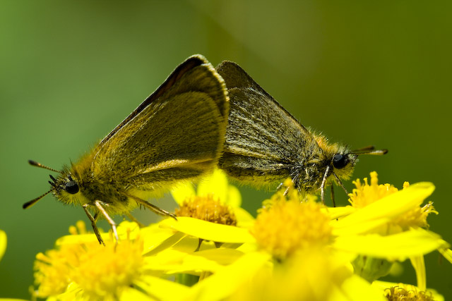  Thymelicus lineola