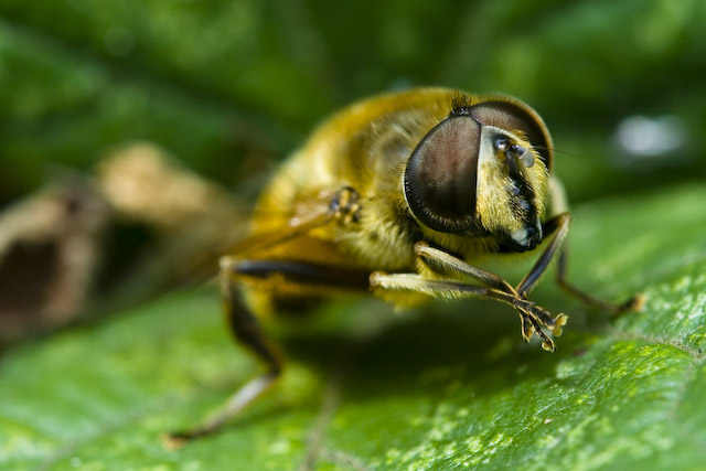  Merodon sp.