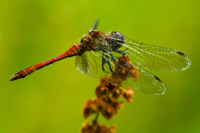  Sympetrum sanguineum