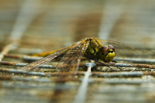  Libellula fulva
