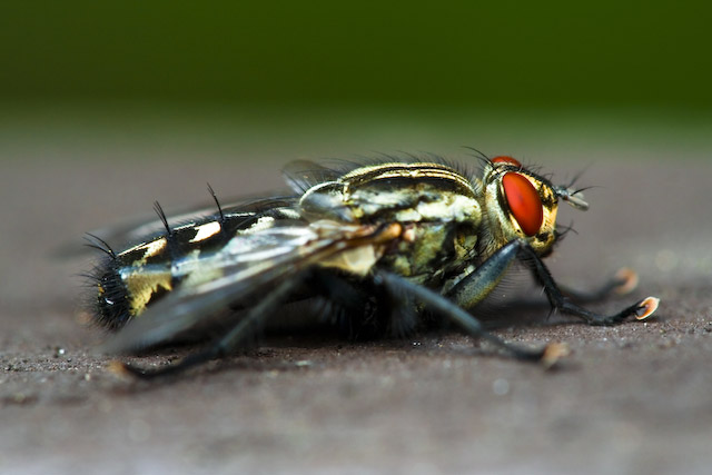  Sarcophaga sp.