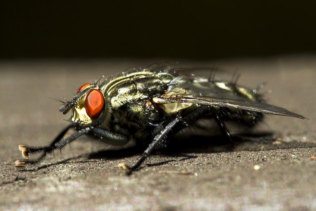  Sarcophaga sp.