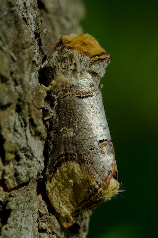  Phalera bucephala