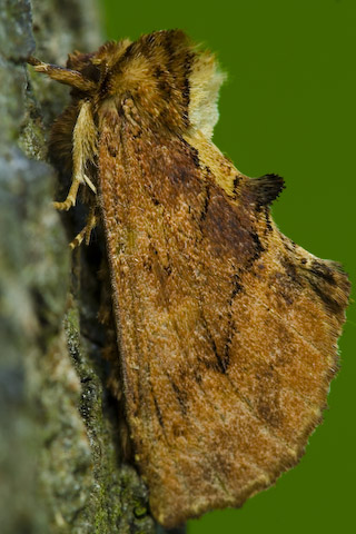  Ptilodon capucina