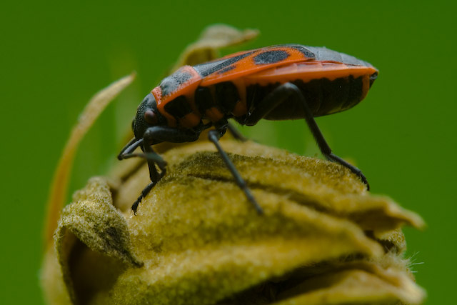  Pyrrhocoris apterus