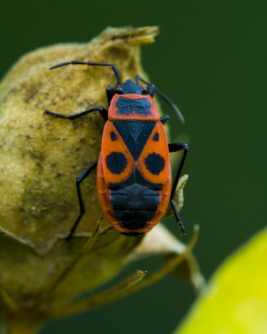  Pyrrhocoris apterus