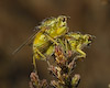  Scatophaga stercoraria