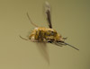  Bombylius major