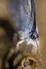  Cupido minimus