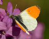  Anthocares cardamines