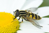  Helophilus pendulus