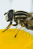  Helophilus pendulus