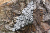  Biston betularia