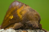  Euthrix potatoria
