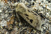 Agrotis exclamationis