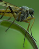  Rhagio scolopaceus