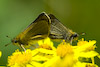  Thymelicus lineola