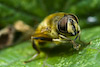  Merodon sp.