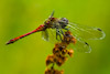  Sympetrum sanguineum