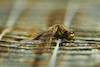  Libellula fulva