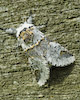  Furcula bifida