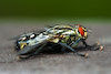  Sarcophaga sp.