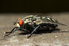  Sarcophaga sp.
