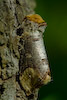  Phalera bucephala