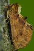  Ptilodon capucina