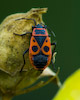 Pyrrhocoris apterus